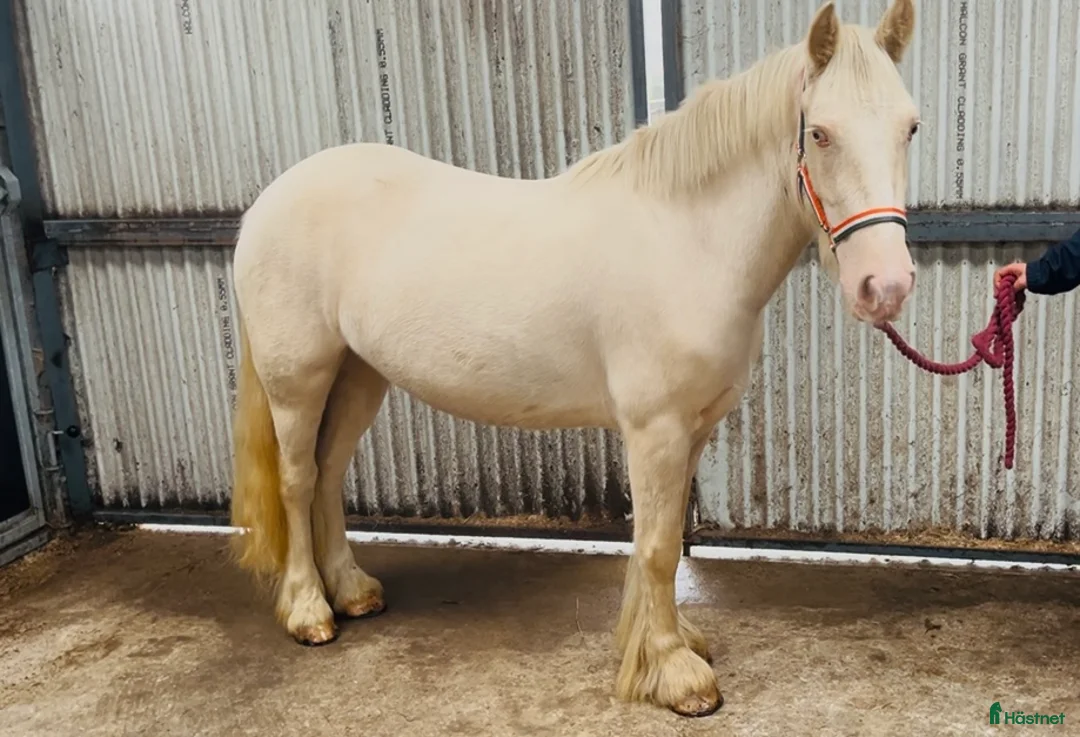 Allround hästar till salu: Selection of ponies i Ljungby - Annons 10