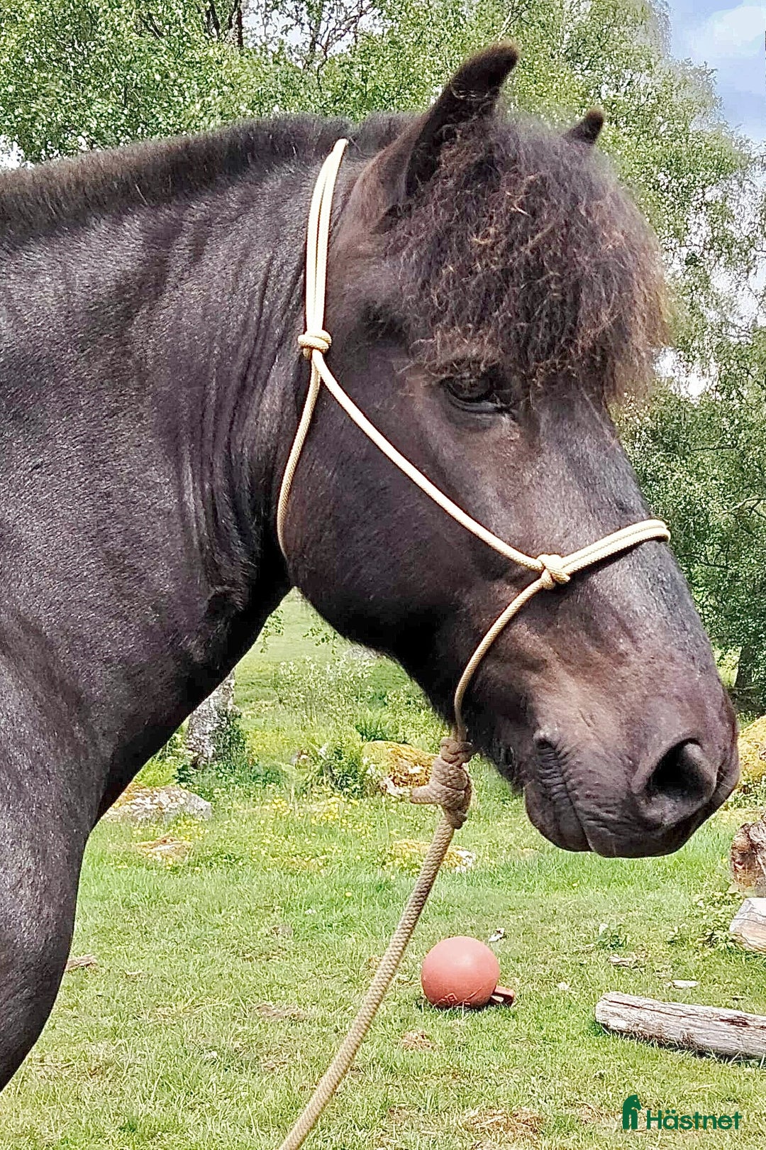Övrig Hästutrustning hästutrustning till salu: Repgrimma med arbetsrep i Gnosjö - Annons 1