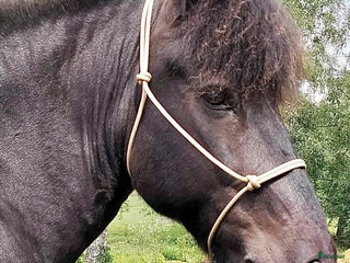 Övrig Hästutrustning hästutrustning till salu: Repgrimma med arbetsrep i Gnosjö - Annons 2