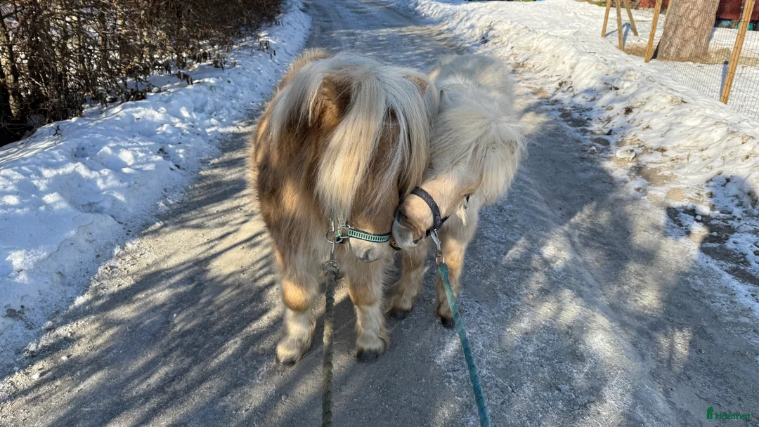 Allround hästar till salu: Två minishettiskillar, isabell och mushroom  i Heby - Annons 11