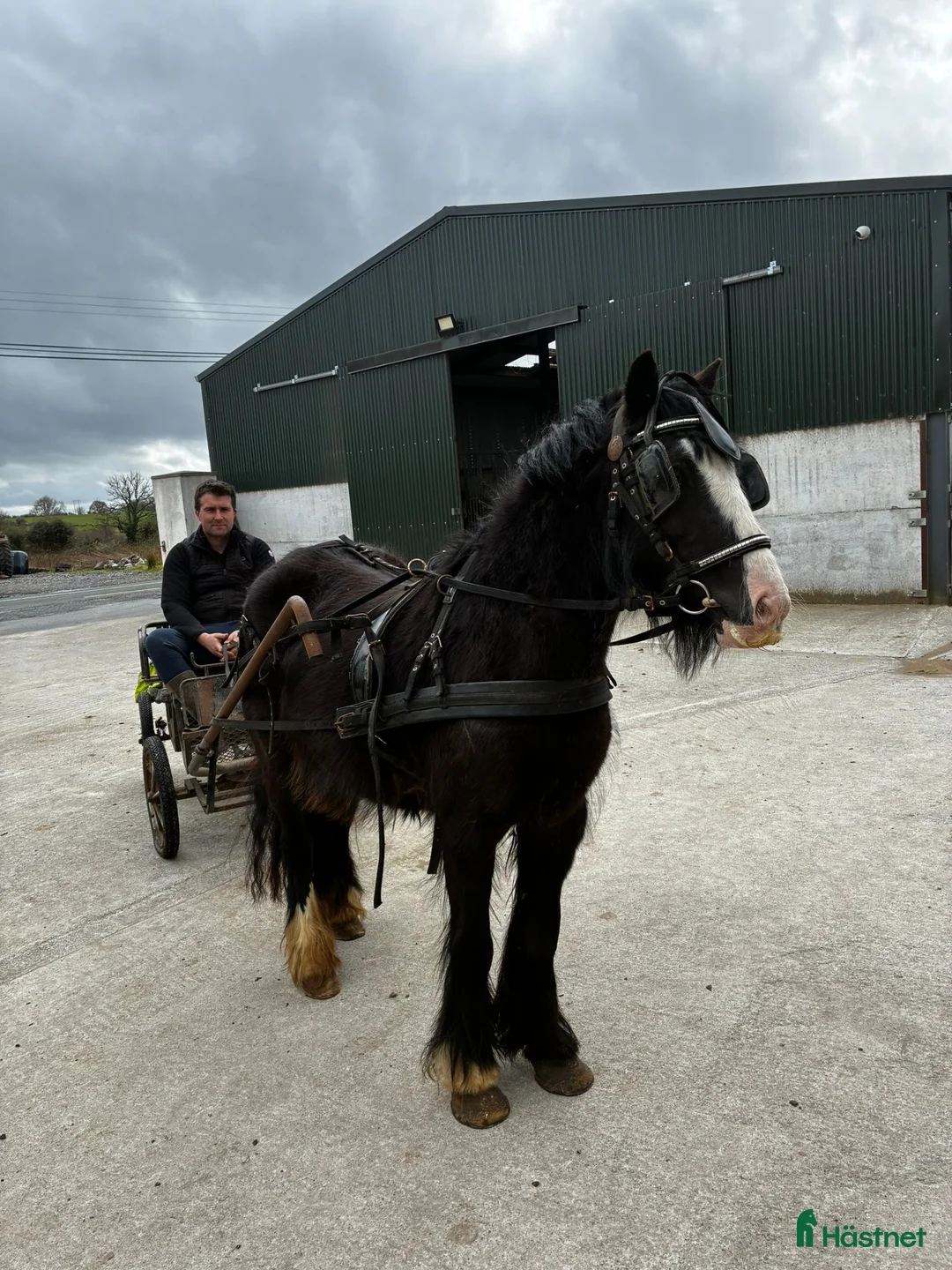 Allround hästar till salu: Ride & Drive pony - Annons 12