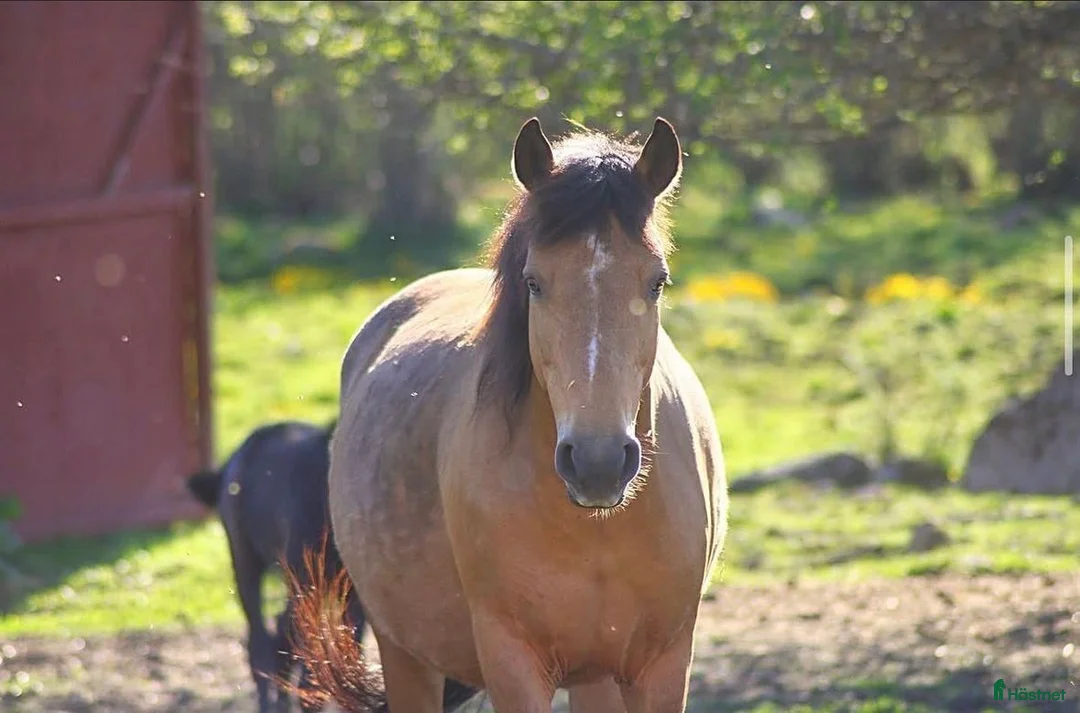 Avelshästar hästar till salu: Föl efter Deriveur D’Emia i Juni? i Mjölby - Annons 1