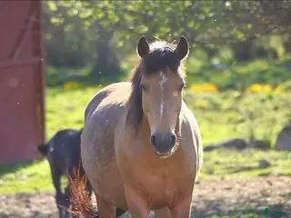 hästar Föl efter Deriveur D’Emia i Juni? i Mjölby - Annons 2