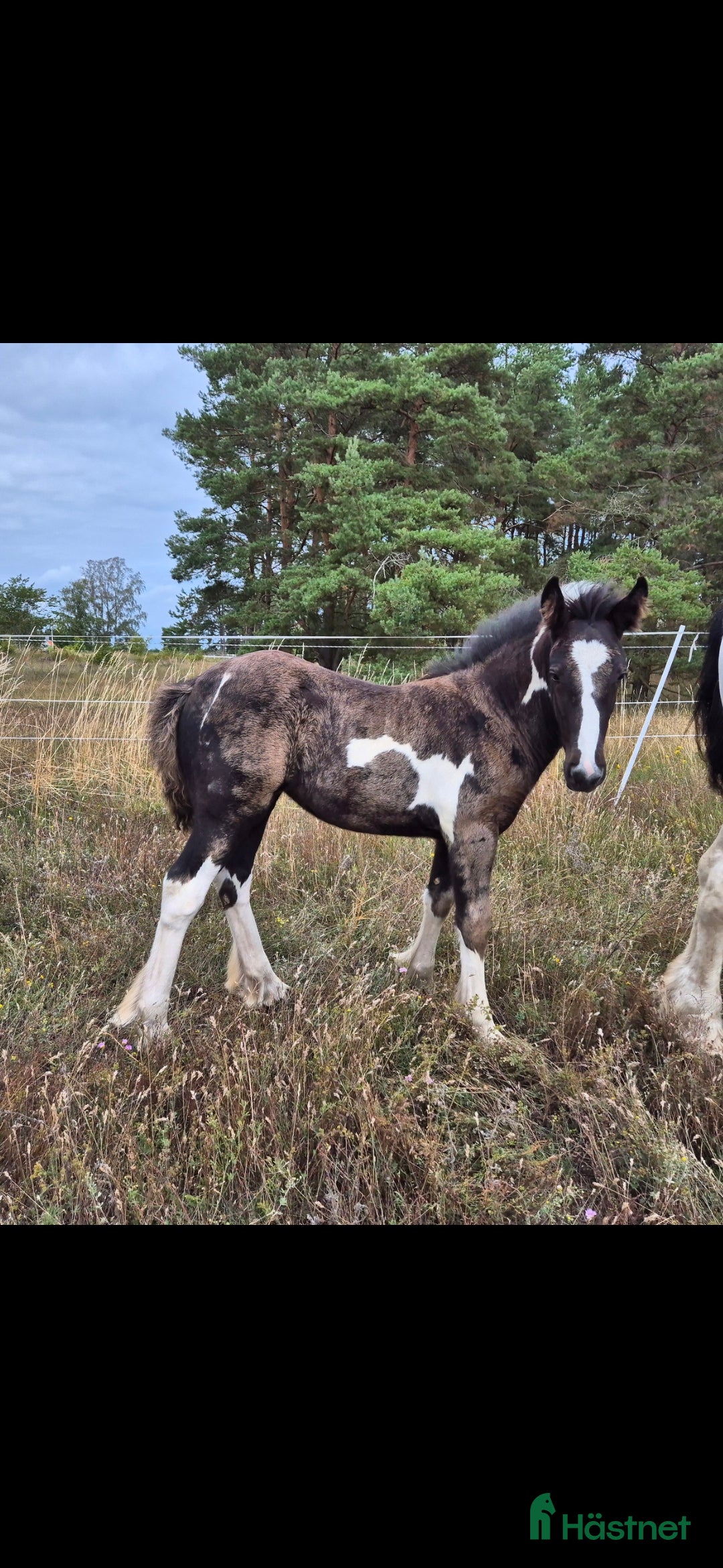 Allround hästar till salu: Blivande rid,körhäst och bästa kompis i Mörbylånga - Annons 7