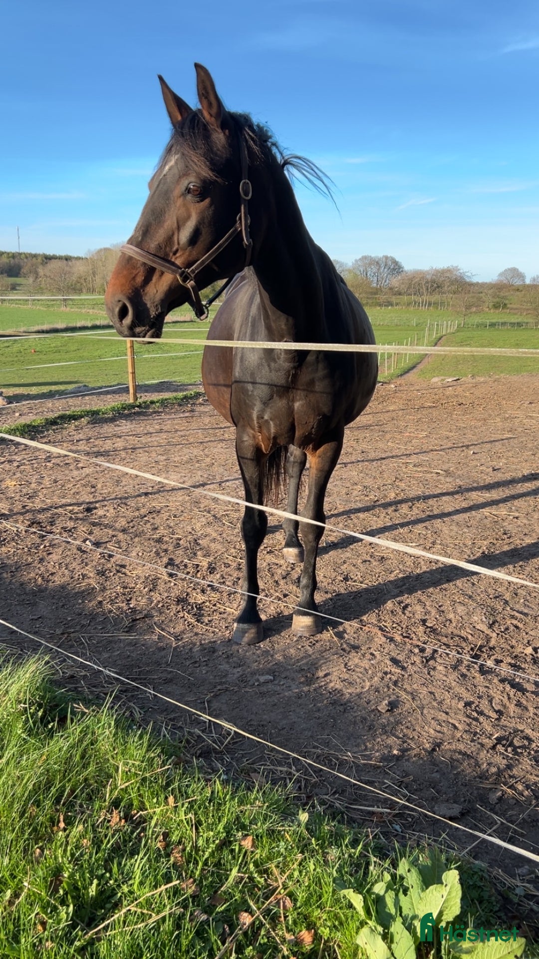 Avelshästar hästar till salu: Avelssto (e. Nintender ue Feliciano) i Degeberga - Annons 1