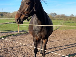 hästar Avelssto (e. Nintender ue Feliciano) i Degeberga - Annons 10