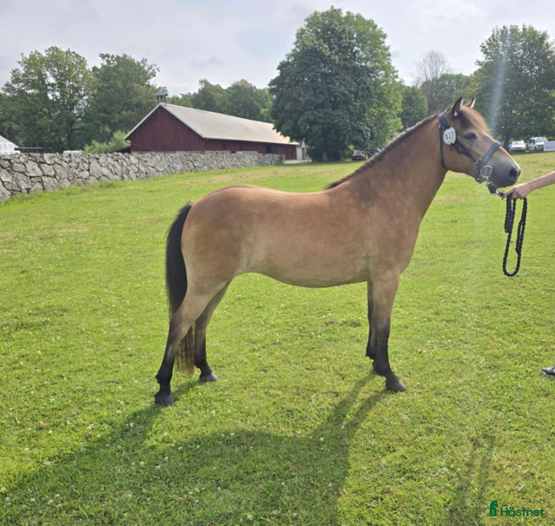 Allround hästar till salu: Allround, avel, ponnytrav  i Kungsbacka - Annons 1