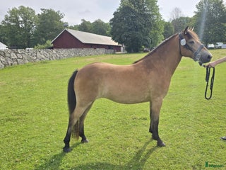 Allround hästar till salu: Allround, avel, ponnytrav i Kungsbacka - Annons 1