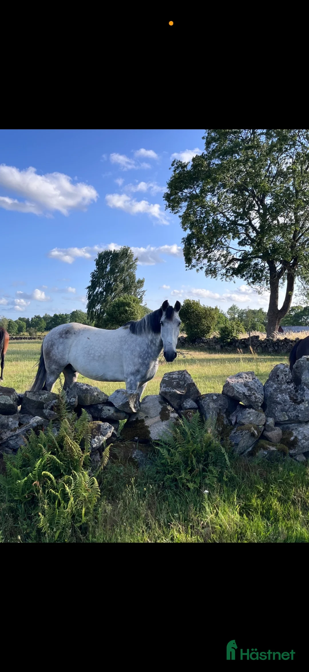 Övrigt hästar till salu: Bronco MR  - Annons 2