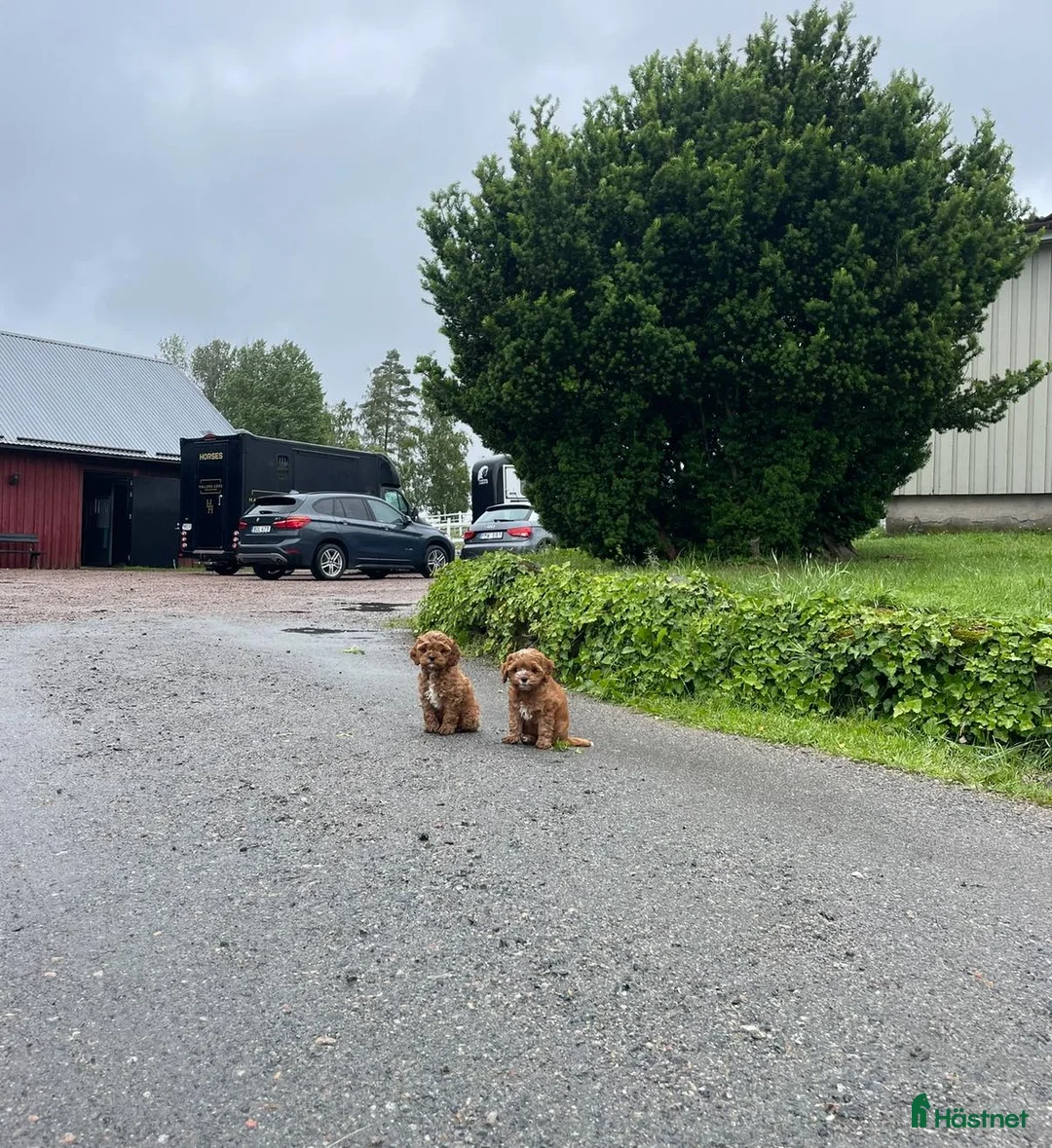  stallplats finnes: Stallplats ledig på Hallens Gård i Hemsjö/alingsås - Annons 2