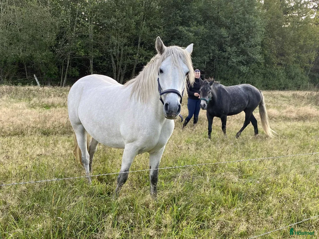 Allround hästar till salu: Fin ponny med hopptalang  - Annons 4