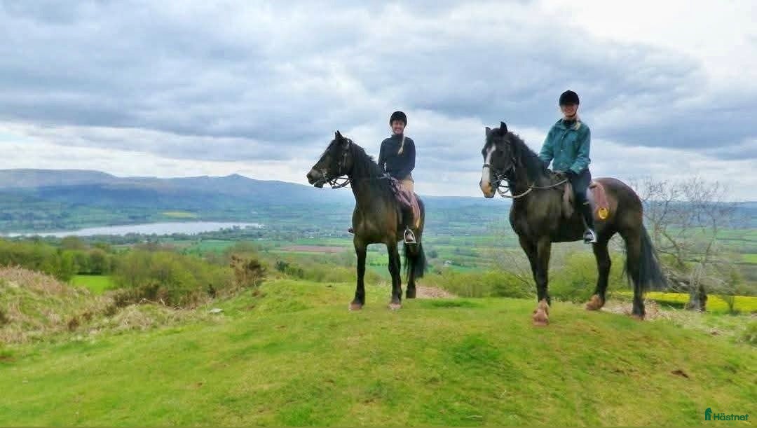  medryttarhäst finnes: Söker 2 hästar runt Västerhaninge  i Västerhaninge - Annons 1