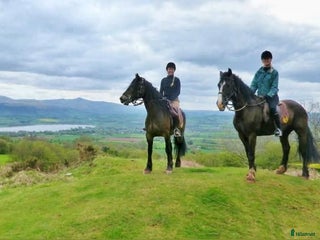 medryttarhäst finnes: Söker 2 hästar runt Västerhaninge i Västerhaninge - Annons 1