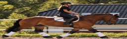 Allround hästar till salu: Dream Beauty - perfect Mother and Daughter horse - Annons 15
