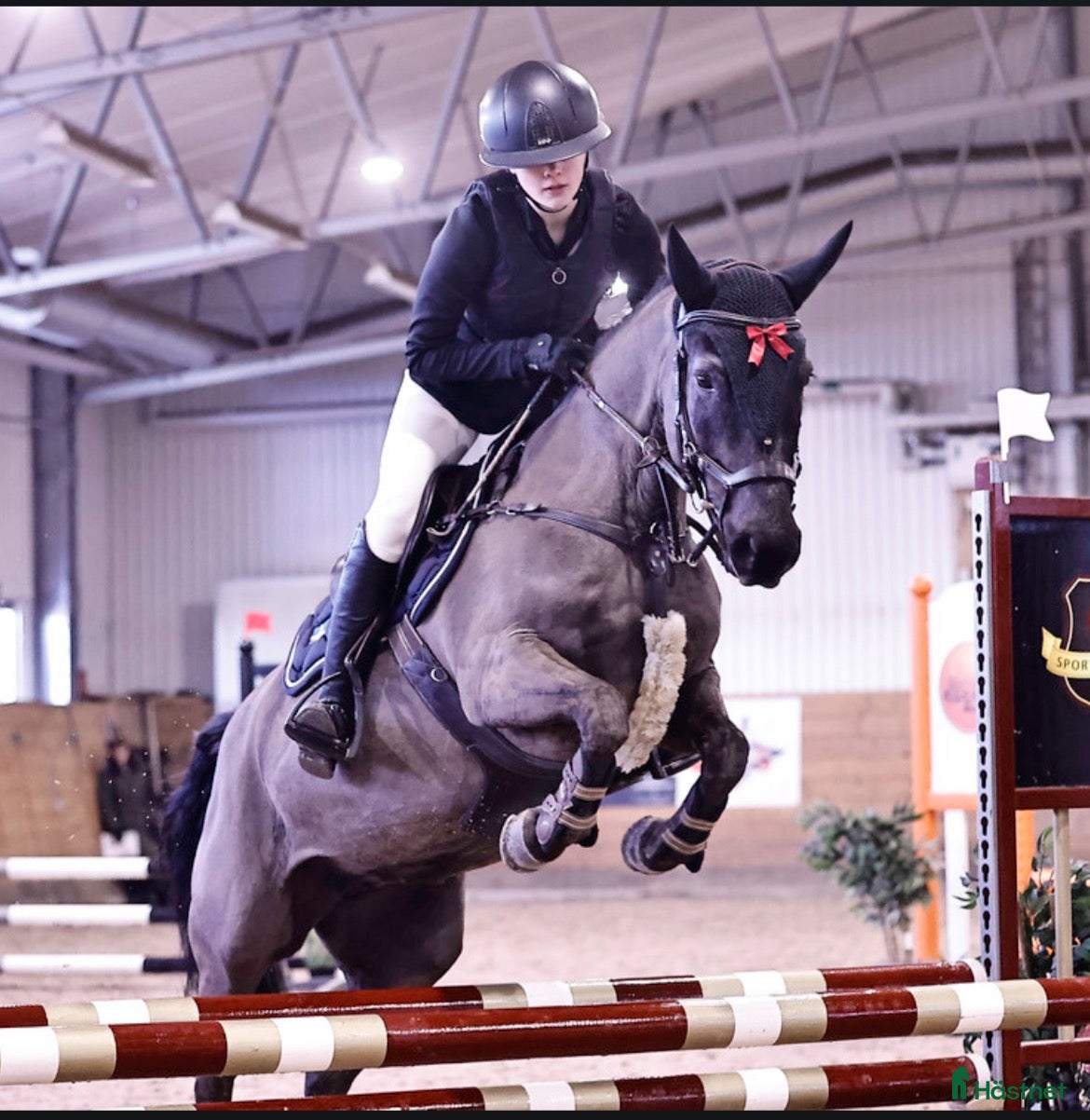  hästar Jättefin sportponny i Nykil - Annons 10