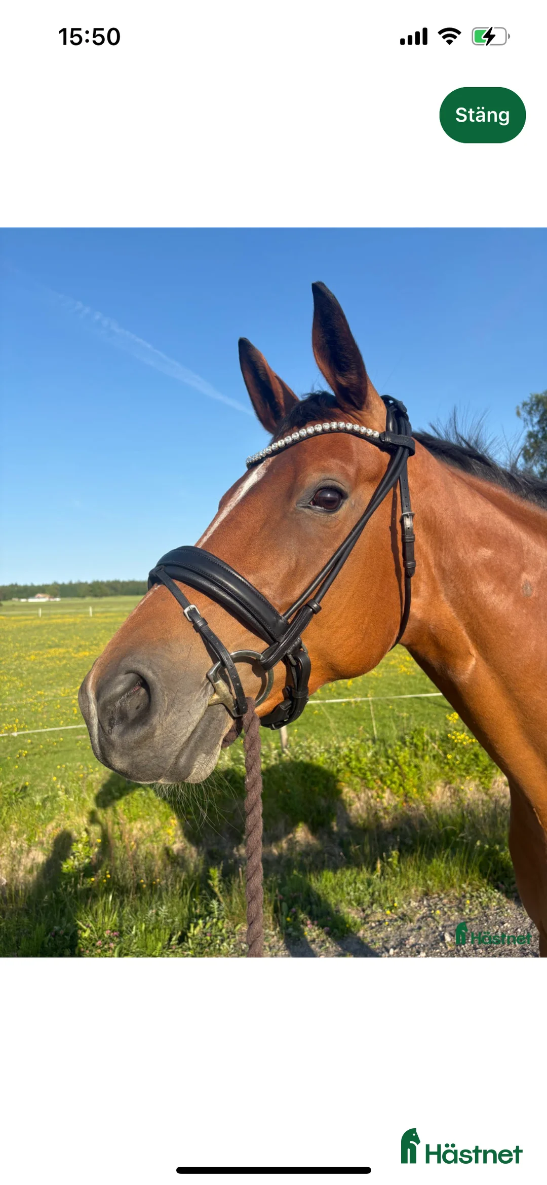 Dressyr hästar till salu: Sto med fin dressyr stam  i Forshaga - Annons 3
