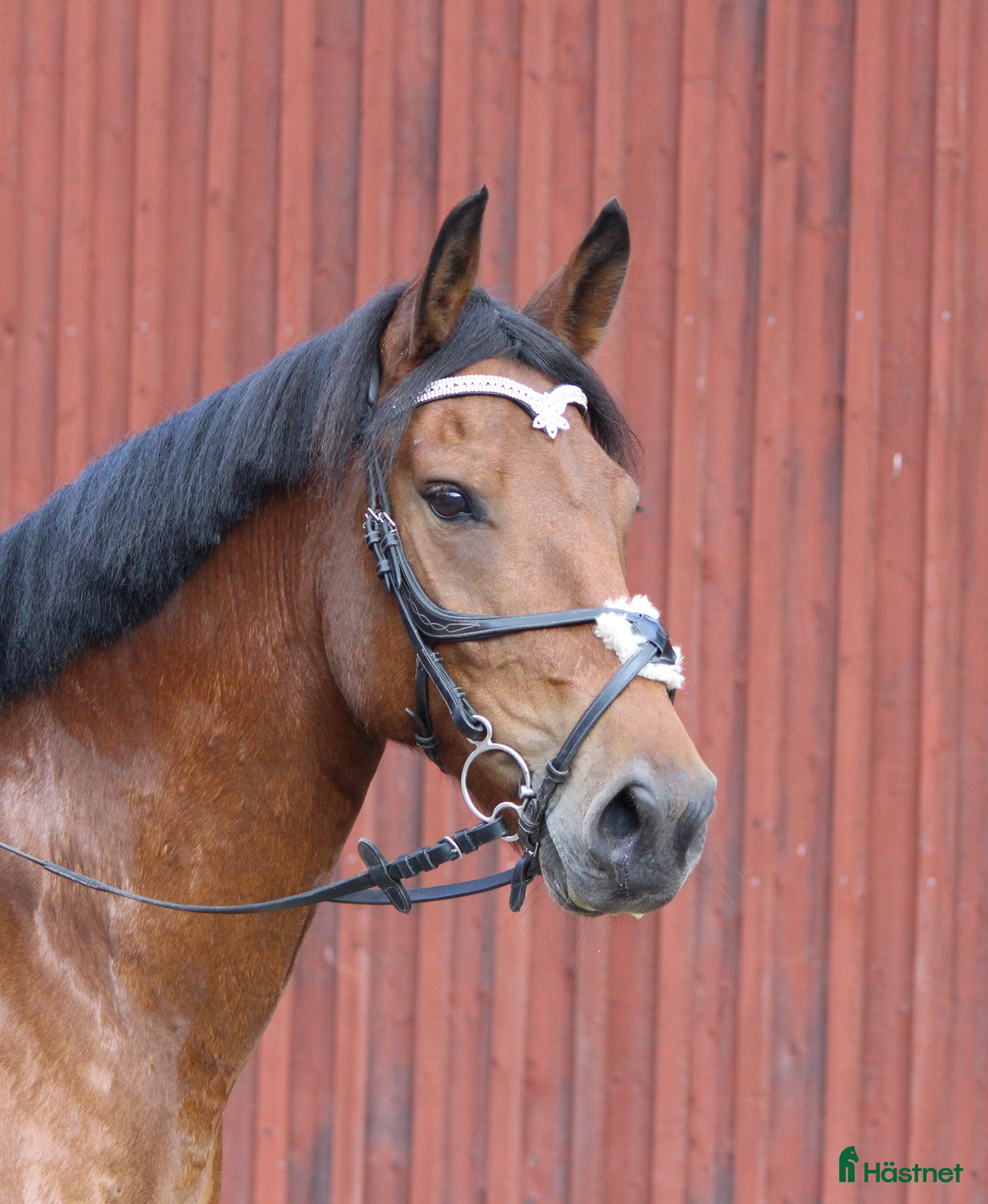  hästar Mycket trevlig ponny! Reserverad! - Annons 8