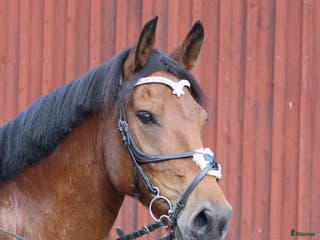 hästar Mycket trevlig ponny! i Uddevalla - Annons 18