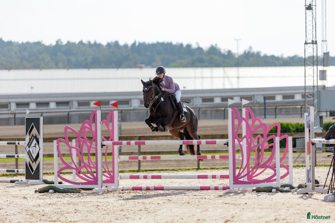 Hoppning hästar till salu: 13 årigt sto i Skepplanda - Annons 1