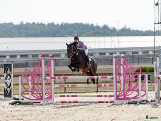 hästar 13 årigt sto i Skepplanda - Annons 15