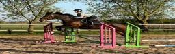 Allround hästar till salu: 9-Year-Old Polish Warmblood Gelding – 166 cm - Annons 1