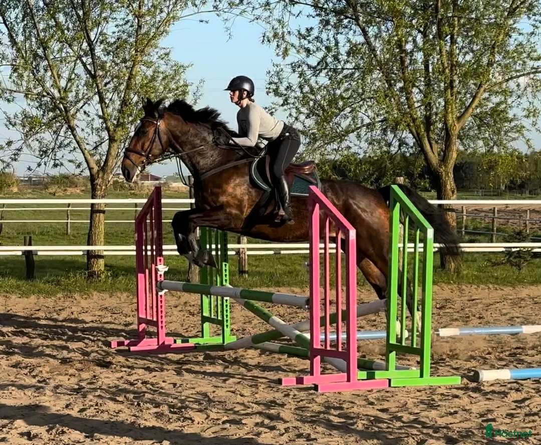 Allround hästar till salu: 9-Year-Old Polish Warmblood Gelding – 166 cm - Annons 1
