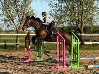 Allround hästar till salu: 9-Year-Old Polish Warmblood Gelding – 166 cm - Annons 2