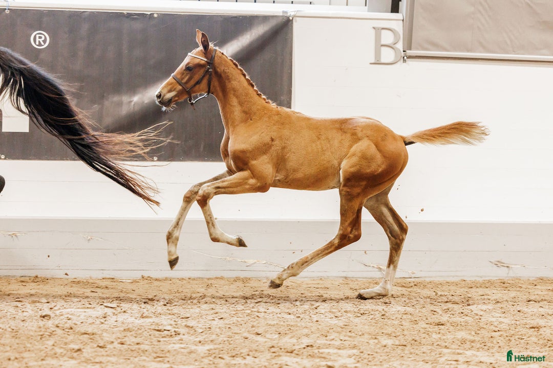 Fälttävlan hästar till salu: Fälttävlansämne med 8,5p för galopp!  i Björkvik - Annons 3