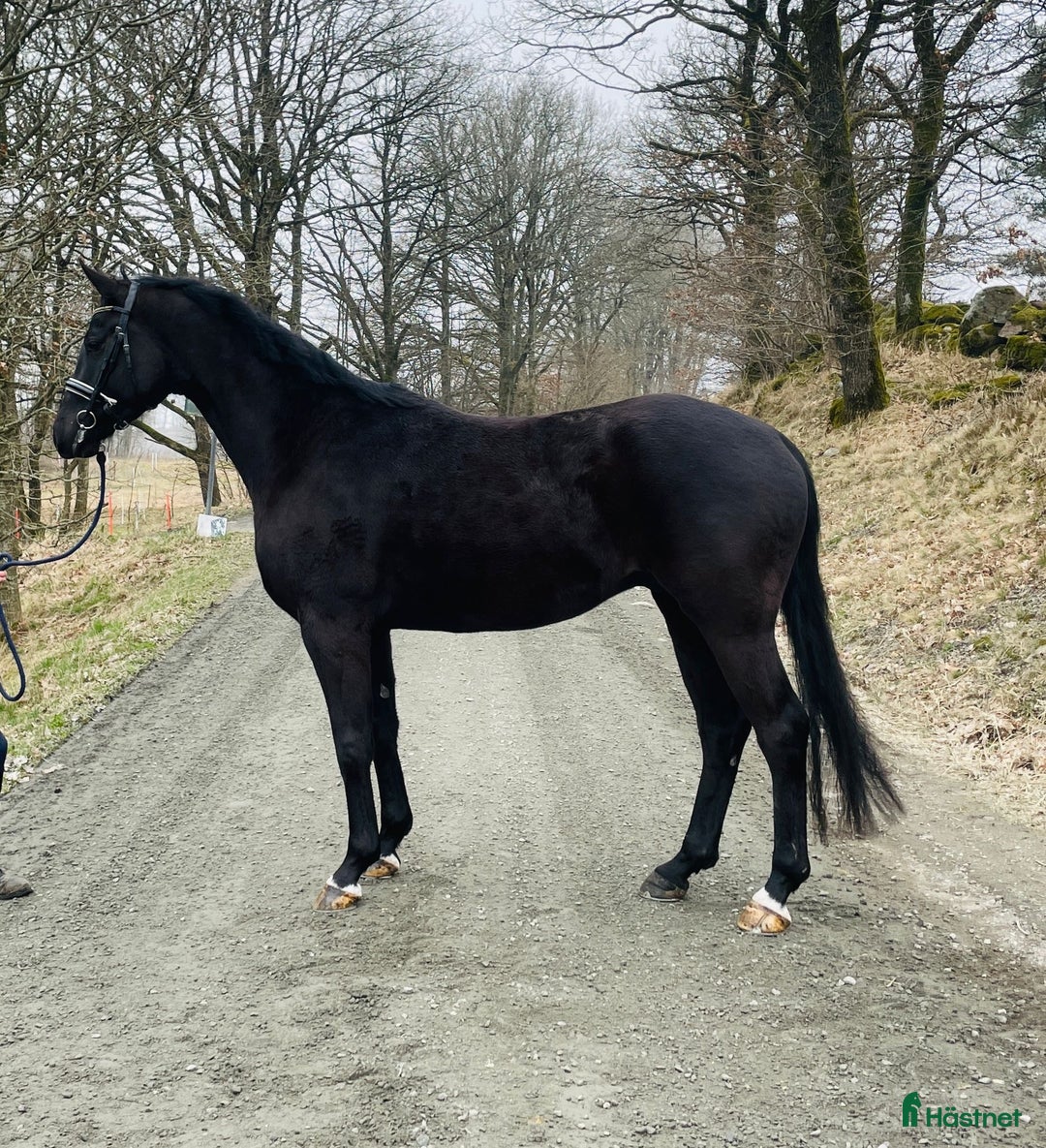 Dressyr hästar till salu: Dressyrstjärnan Bon Jovi DX  i Kullavik - Annons 2