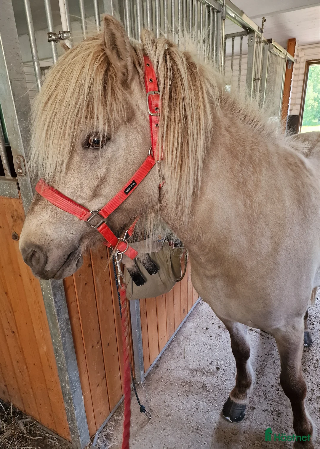 Island hästar till salu: Silvervitblackt Fyrgångssto med fint temperament  i Storvik - Annons 2