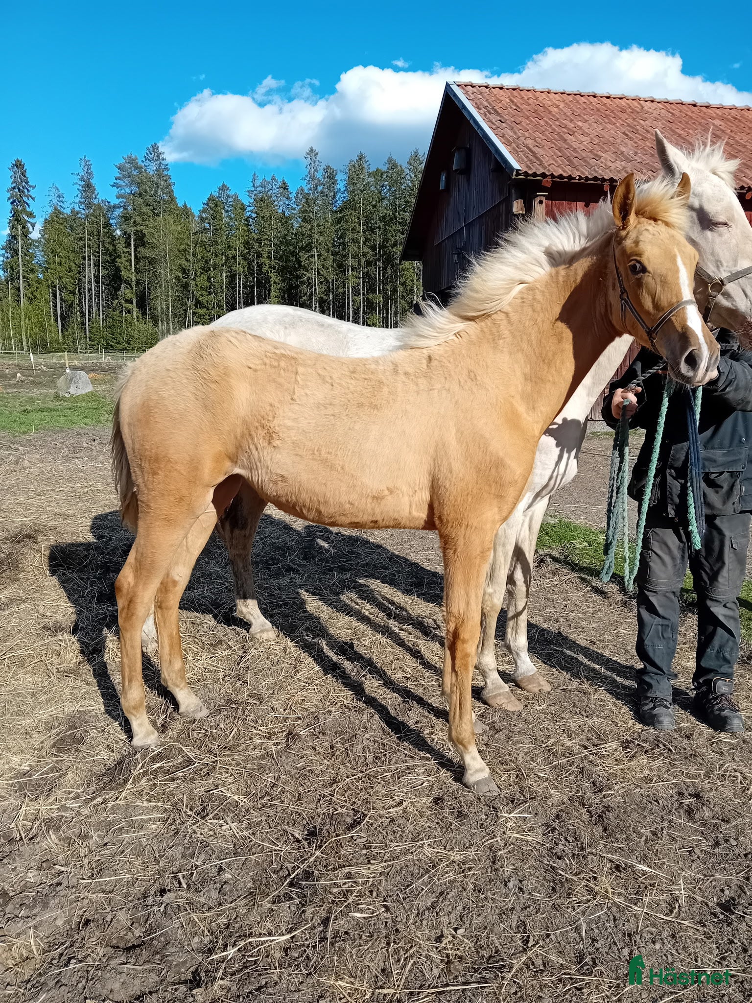  hästar Något utöver det vanliga - Annons 2