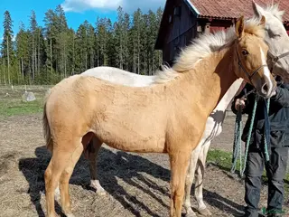 hästar Något utöver det vanliga - Annons 2