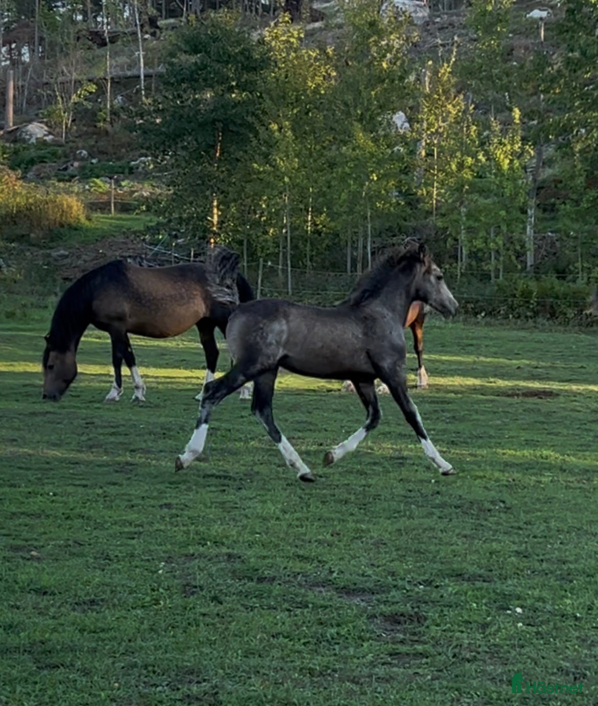  hästar ⭐️ En lyxig Welsh Cob ⭐️ i Åtvidaberg - Annons 8