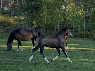 hästar ⭐️ En lyxig Welsh Cob ⭐️ i Åtvidaberg - Annons 16