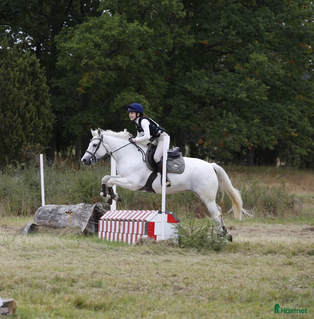 Hoppning hästar till salu: Sockersöt hopponny i Degerhamn - Annons 7