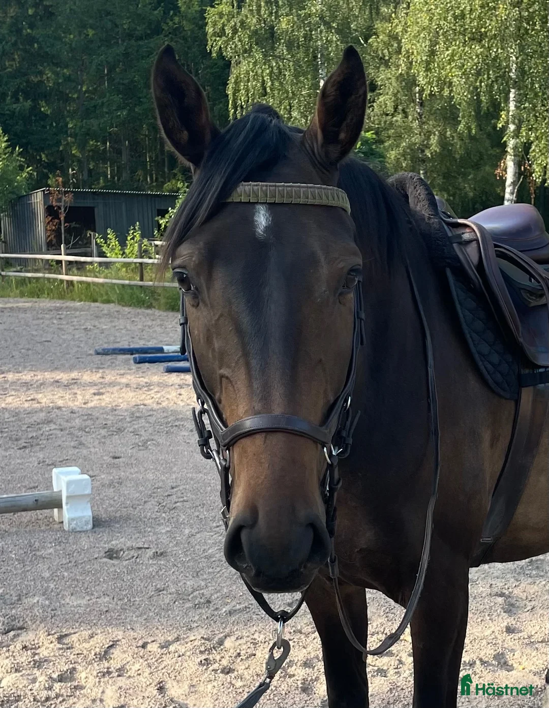 Hoppning hästar till salu: Snäll valack - Annons 1