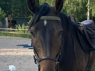 hästar Snäll valack - Annons 12