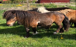 Körning hästar till salu: Shetlandsponnyer Ston o Valacker i Nyköping - Bild 2