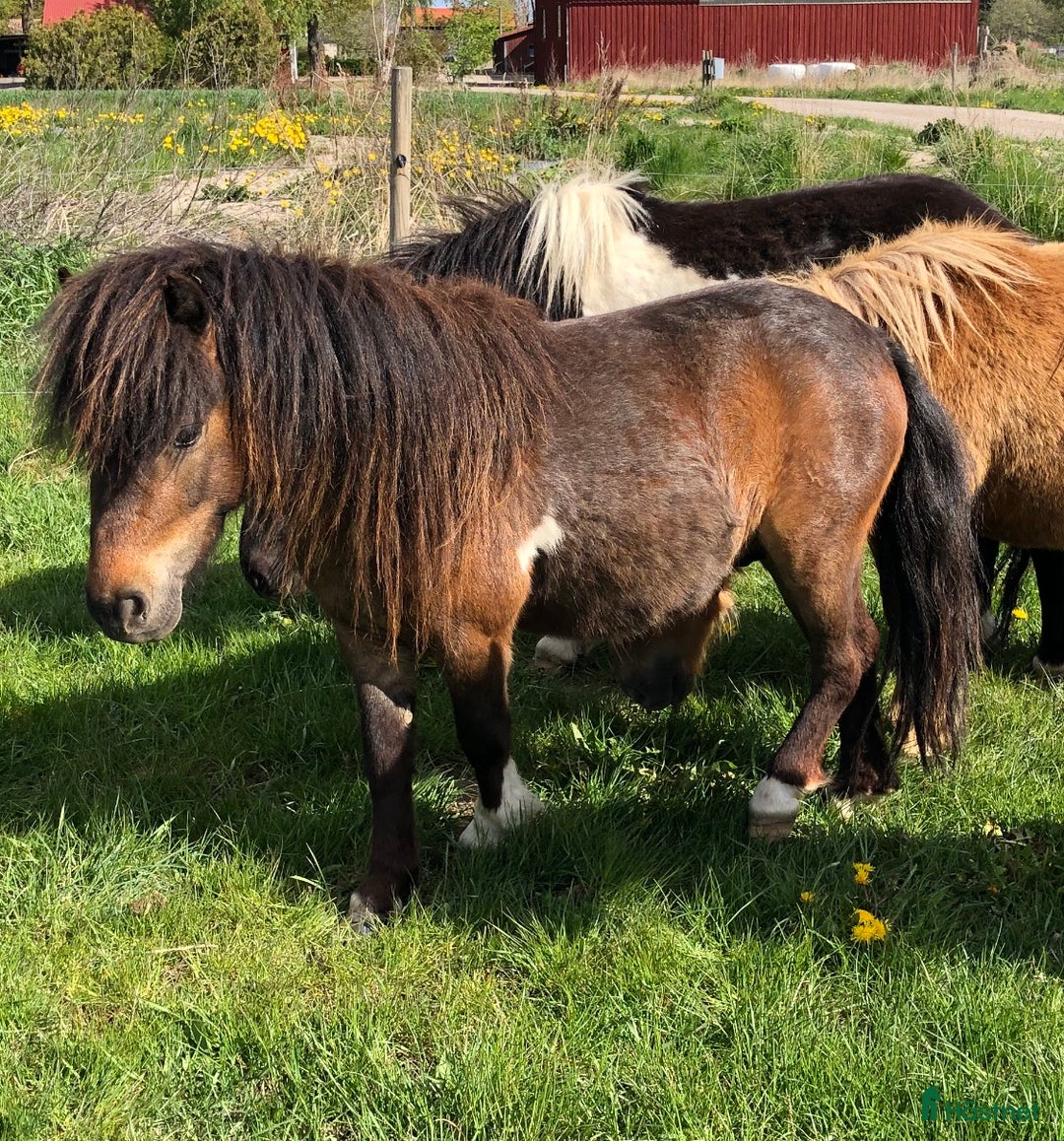 Körning hästar till salu: Shetlandsponnyer Ston o Valacker i Nyköping - Bild 2