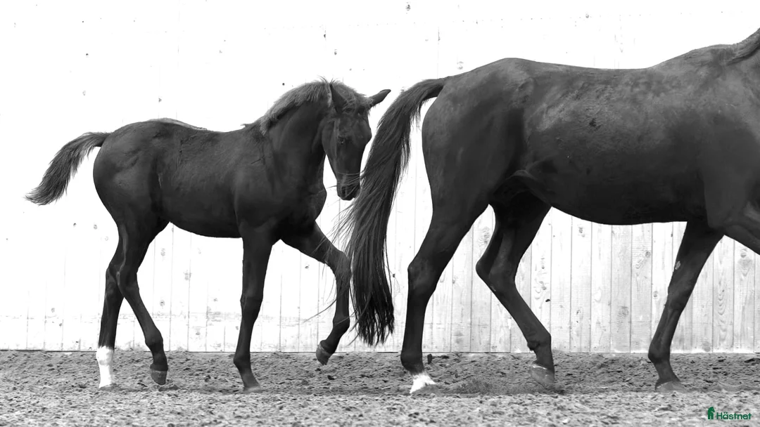 Dressyr hästar till salu: Mycket vacker svart hingst född -25 - Annons 1