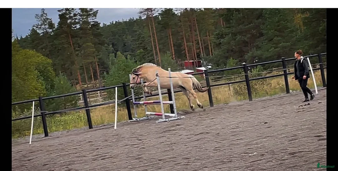  medryttarhäst finnes: Dressyr intresserad ryttare sökes till Fjording i Västerhaninge - Annons 10