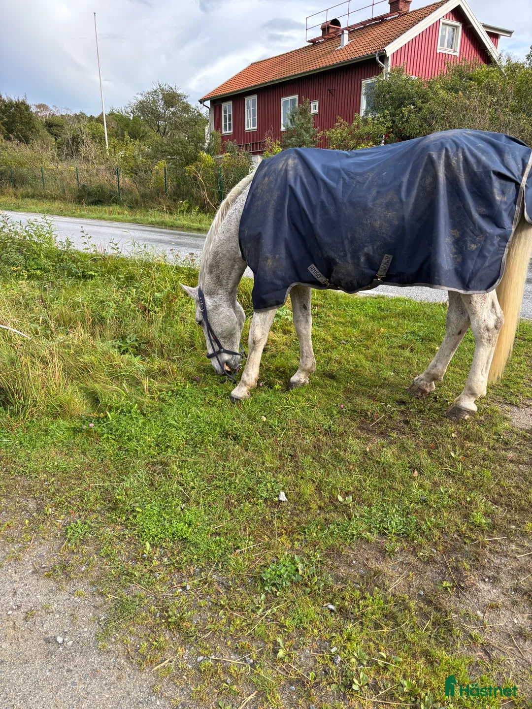  foderhäst finnes: Trevligt äldre halvblod på foder i Mölndal - Annons 8