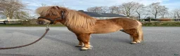 Allround hästar till salu: Minishetland  - Annons 4