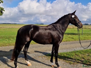 Dressyr hästar till salu: Sto e. Total hope! i Smygehamn - Annons 1