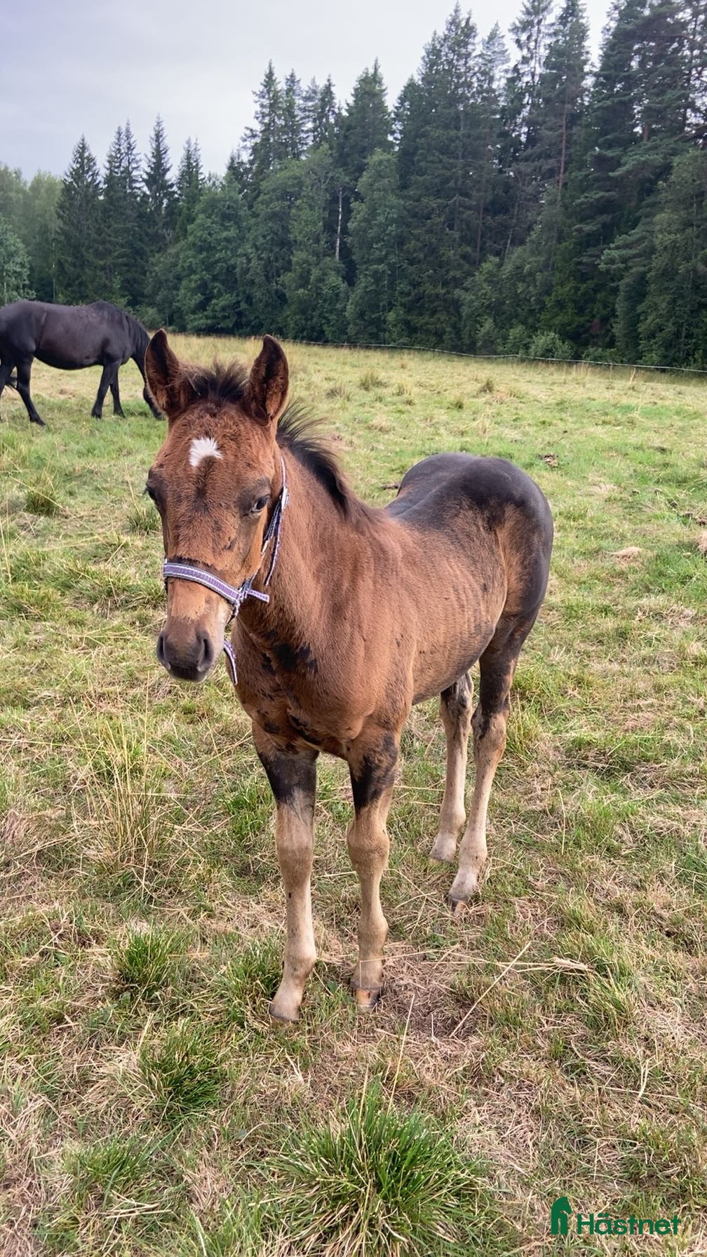  hästar Korsnings hingst  i Burseryd - Annons 12