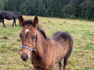 hästar Korsnings hingst i Burseryd - Annons 9