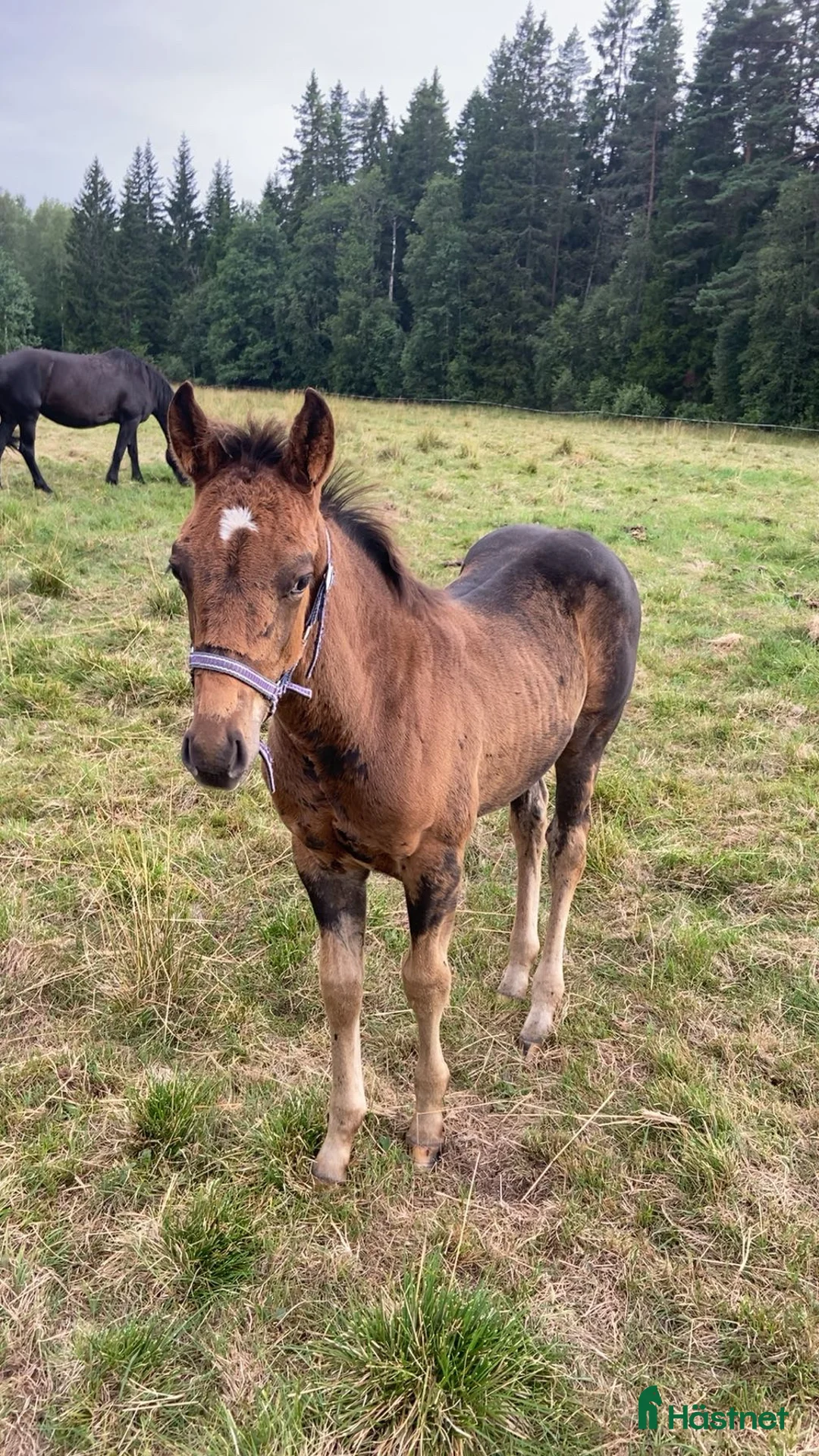 Allround hästar till salu: Korsnings hingst  i Burseryd - Annons 1