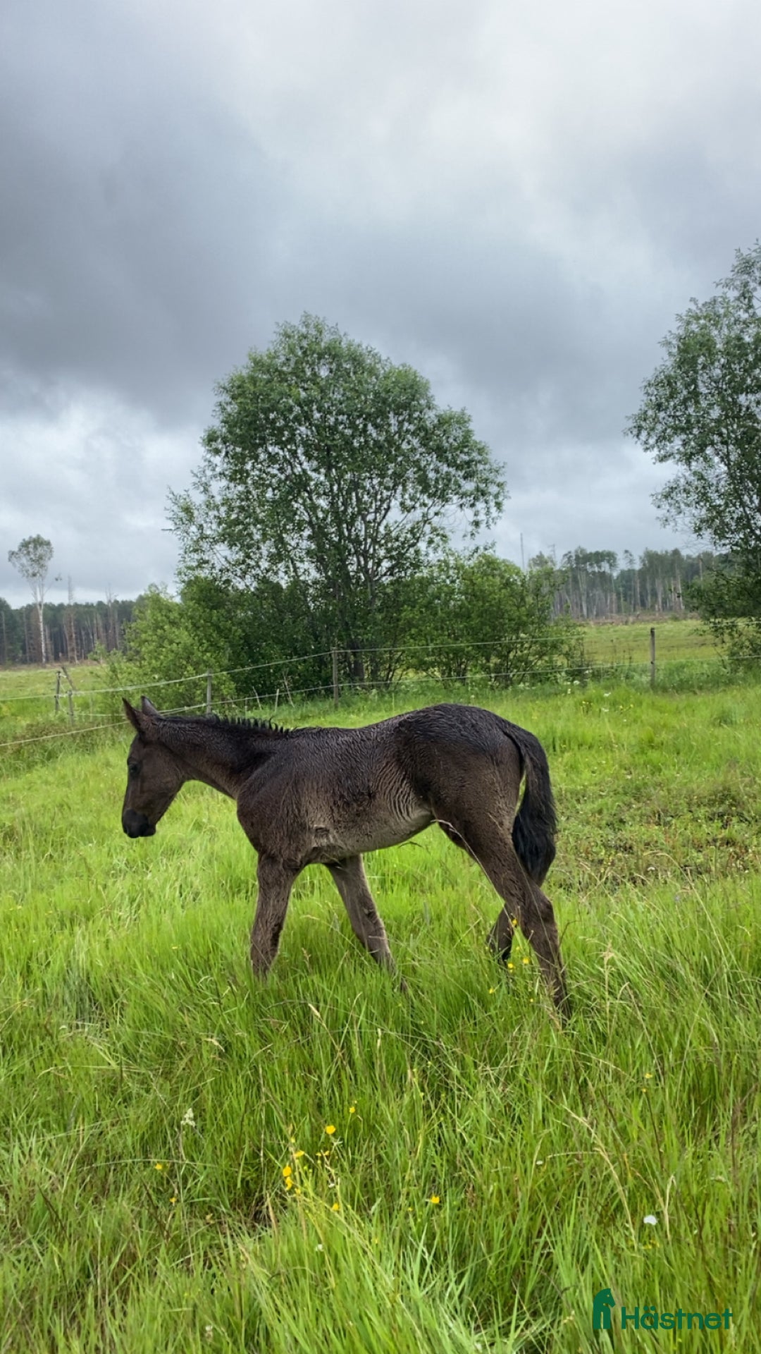 Allround hästar till salu: Hingstföl efter Serious (Svart) i Österbybruk - Bild 7