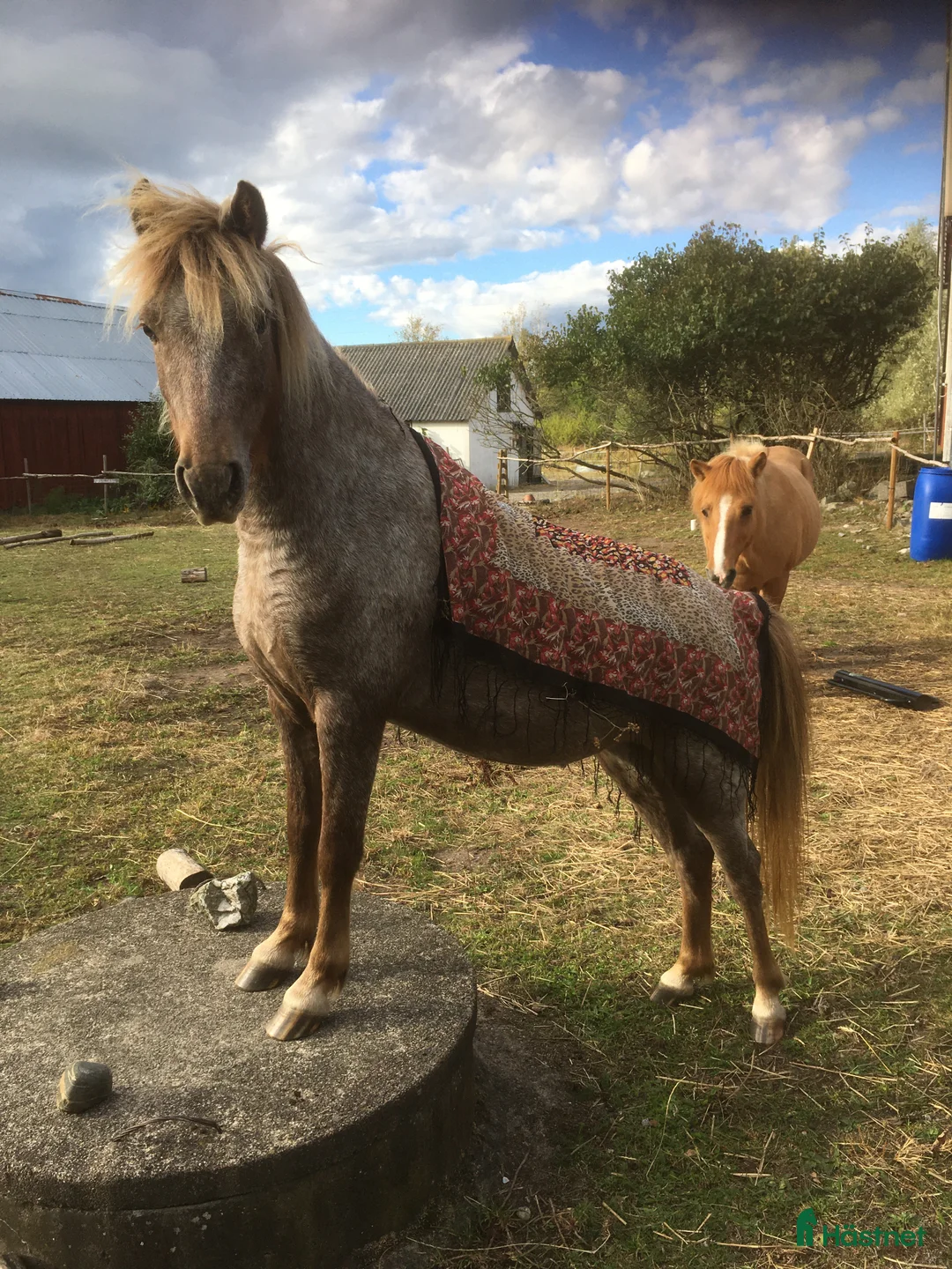  foderhäst finnes: Pigg B-ponny för körning och annat kul  i Hasslö - Annons 8