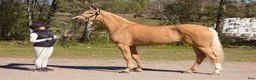 Dressyr hästar till salu: Toppklassigt dressyr sto 🐴 - Annons 4